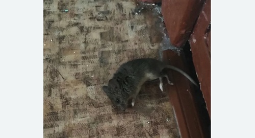 Дезинфекция от мышей в Болгаре