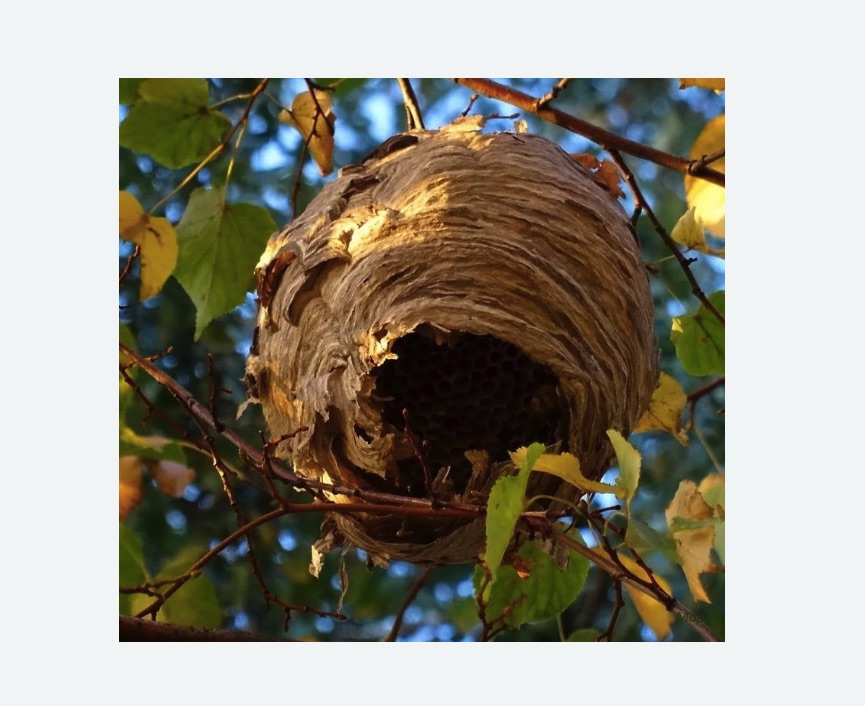 Обработка от шершней в Болгаре