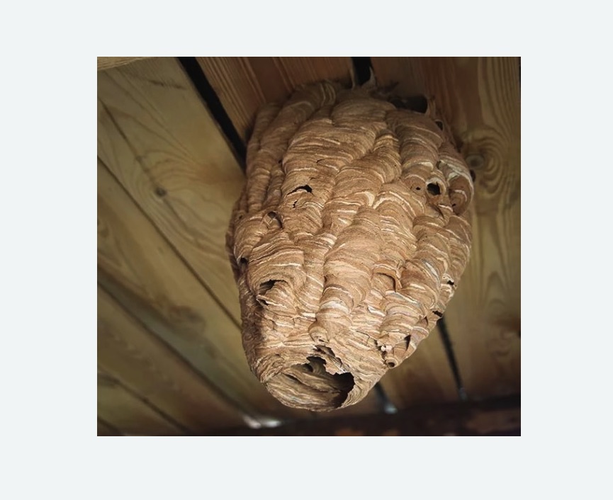 обработка от шершней в Болгаре