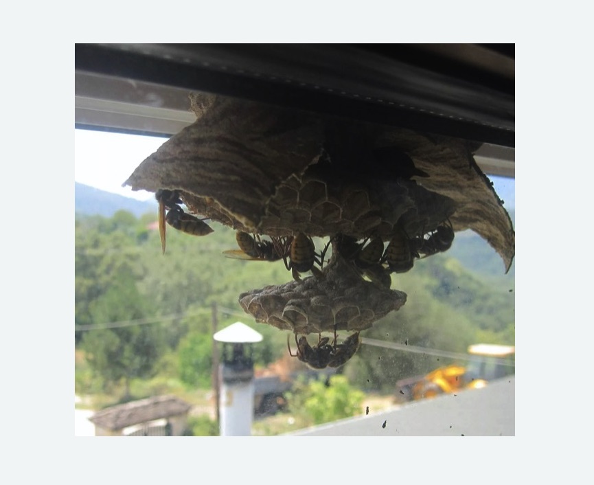 Уничтожение гнёзд шершней в Болгаре