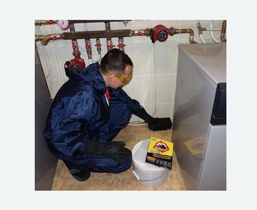 Уничтожение крыс в Болгаре