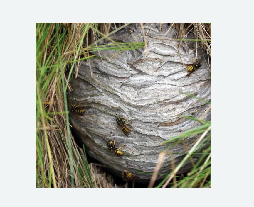 Уничтожение ос и ульев в Болгаре